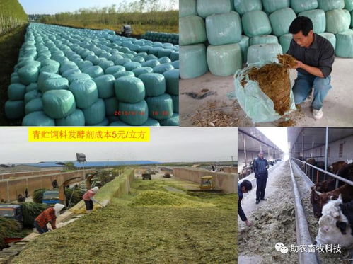 微生物菌种发酵玉米秸秆做青储饲料 简单易行、营养丰富，值得大力推广