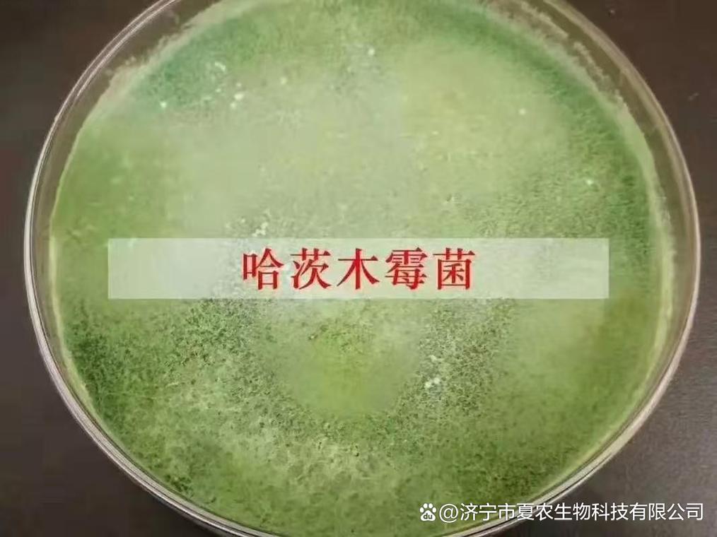 夏农生物哈茨木霉菌原菌种:土传病害综合防控技术迭代趋势