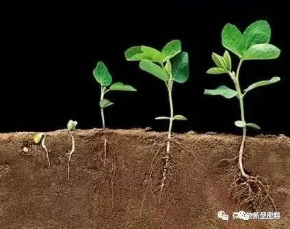 生物肥料常用菌种及其功能解析