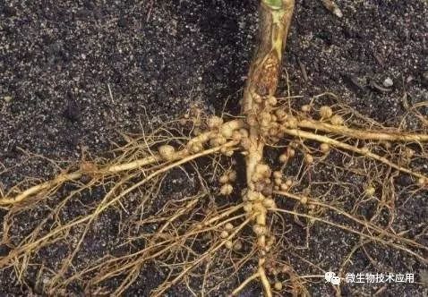 生物肥料常用菌种及其功能综述