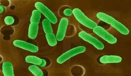 养鸡扫盲文 鸡病到底是怎么来的？——深入浅出聊“生物菌种”