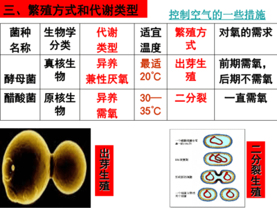 高中生物选修一课件·生物菌种详解